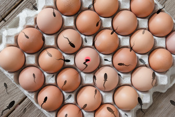 Eggs in paper tray with sperm