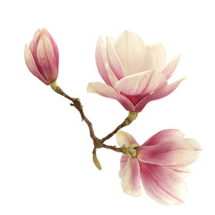 magnolia  - obrazy, fototapety, plakaty
