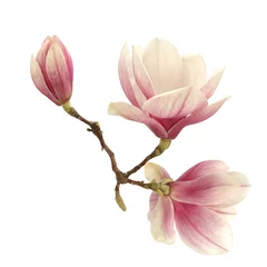 Zelfklevend Fotobehang magnolia  © magdal3na