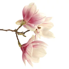 Fotobehang magnolia  © magdal3na