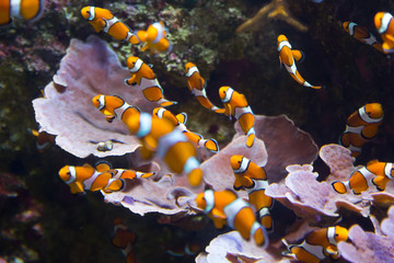 Orange clownfish