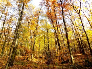 Deciduous forest in fall