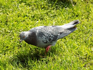 Pigeon on lawn