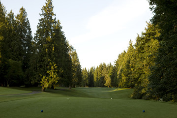 Beware the trees , golf concepts