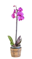 Naklejka premium Purple branch orchid flowers, Orchidaceae, Phalaenopsis known as the Moth Orchid, abbreviated Phal.