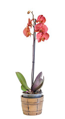 Red, orange branch orchid  flowers, Orchidaceae, Phalaenopsis known as the Moth Orchid, abbreviated Phal.