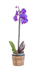 Violet branch orchid  flowers, Orchidaceae, Phalaenopsis known as the Moth Orchid, abbreviated Phal.