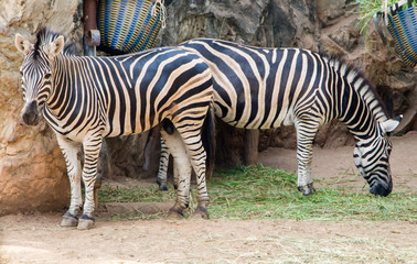 Young zebras at zoo. Ourdoor view