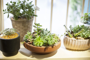 Succulent plants