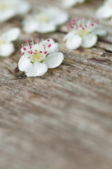 Fototapeta na wymiar Zierliche Weißdornblüten auf altem Holz, Crataegus oxyacantha, weiße Frühlingsblüten, Grußkarte, Blumengrüße