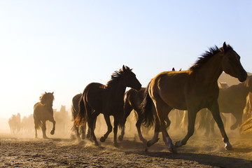 A herd of horses running in Inner Mongolia