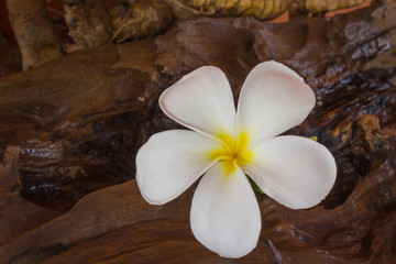 Fototapeta na wymiar (Still-life colour tone) White flower plumeria with dry stump