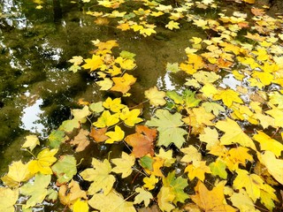 Fallen yellow leaves on lake in autumn