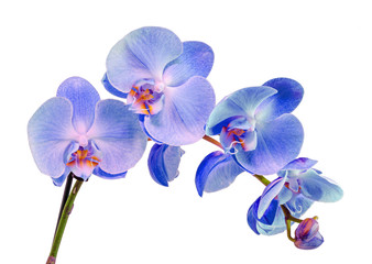Blue branch orchid  flowers, Orchidaceae, Phalaenopsis known as the Moth Orchid, abbreviated Phal.