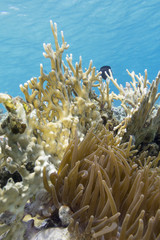 Naklejka na ściany i meble coral reef at the bottom of tropical sea, underwater