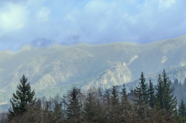  The Carpathian Mountains with pines forest, colored trees, cloudy vibrant sky, fog, autumn-winter time. Predeal, Romania.