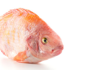Obraz premium Red Tilapia