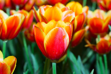 beautiful  tulip in thailand garden
