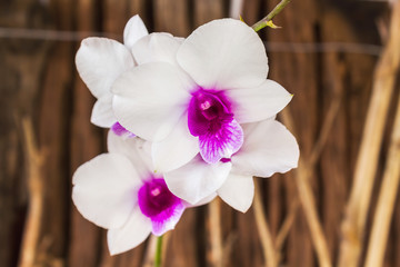 white and violet orchid flower bunch on wood background