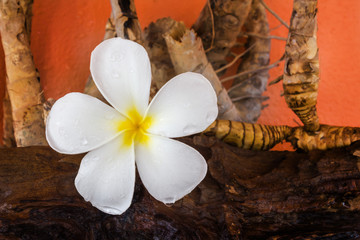 Fototapeta na wymiar (Still-life colour tone) White flower plumeria with dry stump