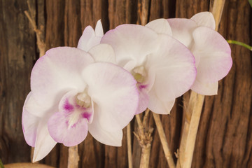 Sepia and antique colour tone of orchid flowers bunch