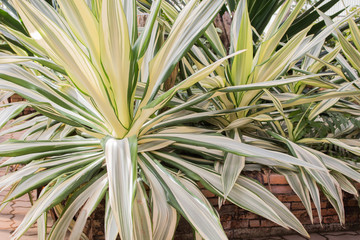 Green plant in the garden