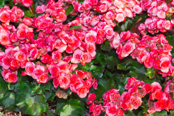 begonia flower in garden
