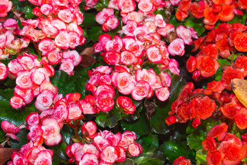 begonia flower in garden
