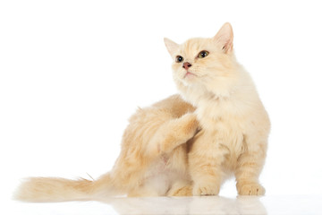 White cat Munchkin on white background