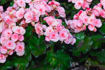 begonia flower in garden
