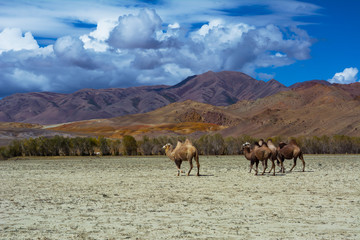 Camel herd and Mountain View steppe landscape, blue sky with clouds. Chuya Steppe Kuray steppe in the Siberian Altai Mountains, Russia