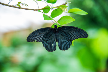 kotzebuea pachliopta