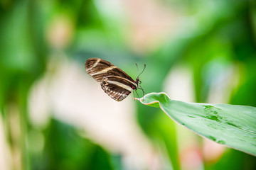 Heliconius charitonius
