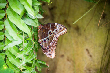 Morpho peleides.