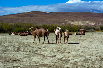 Camel herd in the steppe landscape, blue sky with clouds. Chuya Steppe Kuray steppe in the Siberian Altai Mountains, Russia