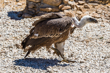 Griffon vulture