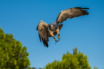 Geranoaetus melanoleucus
