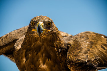 Golden eagle