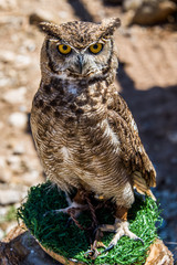 owl Bubo bubo
