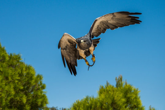 Geranoaetus Melanoleucus