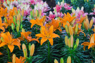 Orange lily flower close up
