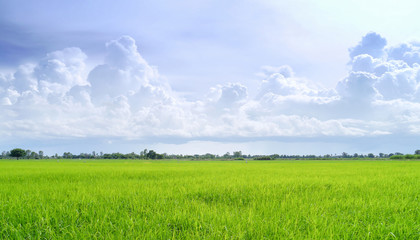  Field  in blue sky.