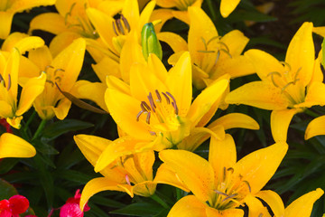 Beautiful yellow lily close up
