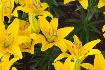 Naklejka na ściany i meble Beautiful yellow lily close up 