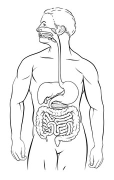 recommend clip art: Human Digestive System