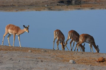 Schwarznasen- Impalas am Wasserloch im Etosha Nationalpark