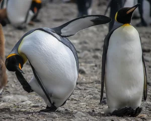 Papier Peint photo Lavable Pingouin Manchots royaux (Aptenodytes patagonicus) en Antarctique