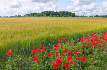 Field of barley.