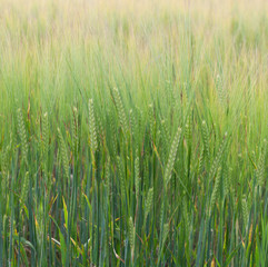 Field of barley.