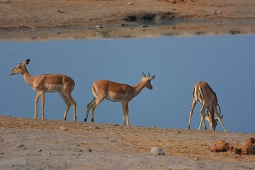 Fototapeta na wymiar Schwarznasen-Impalas (Aepyceros melampus petersi) im Etosha Nationalpark